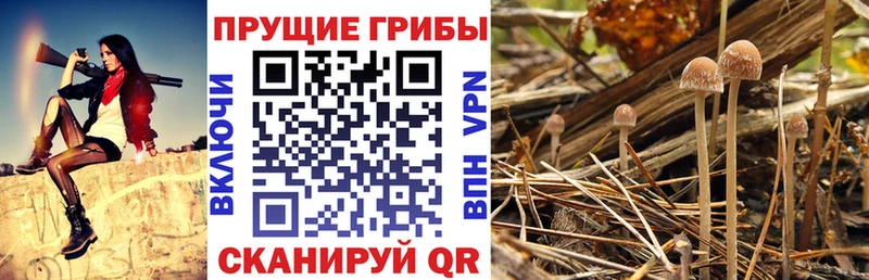 Псилоцибиновые грибы ЛСД  Апатиты 